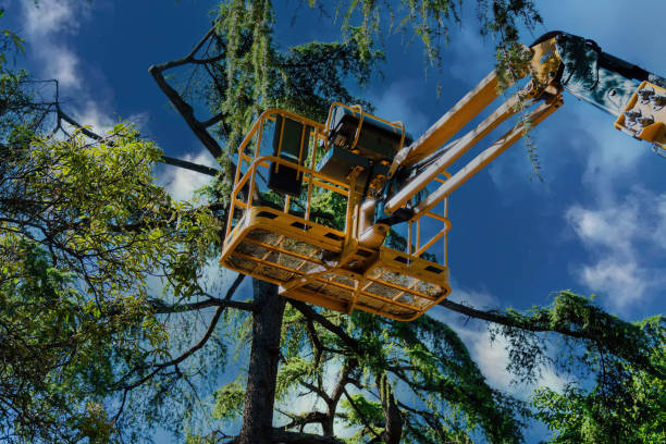 Dead Tree Removal in Rush Springs, OK